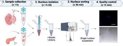 Optimized nucleus isolation protocol from frozen mouse tissues for single nucleus RNA sequencing application